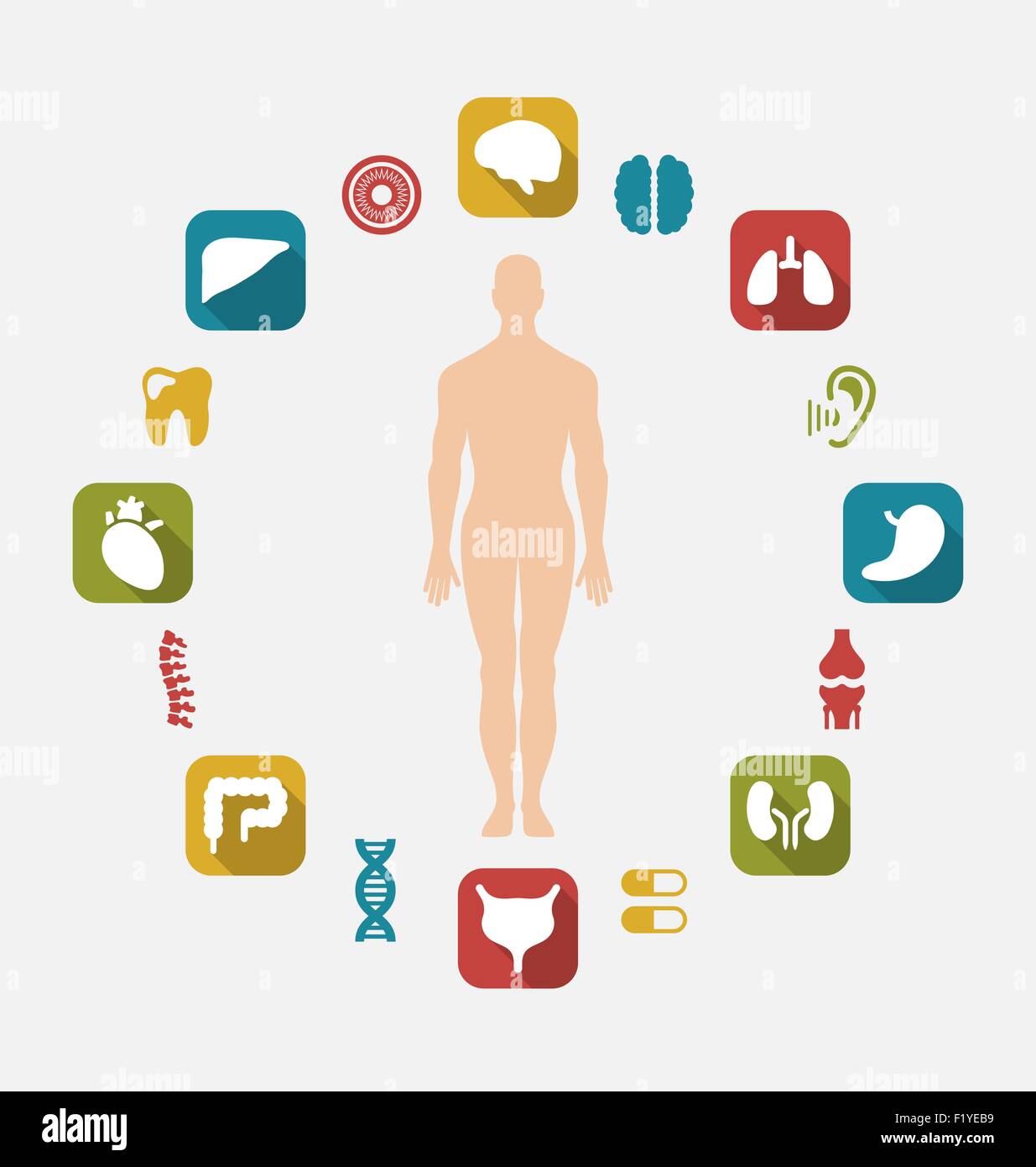 Infografik der menschlichen Organe Stock Vektor
