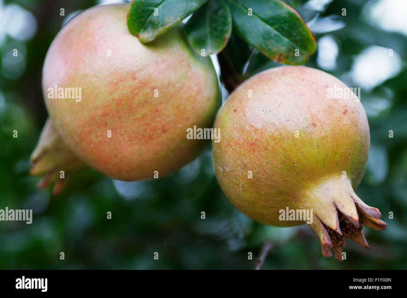 Ernte, Spanien, in der Nähe, Granatapfel Stockfoto