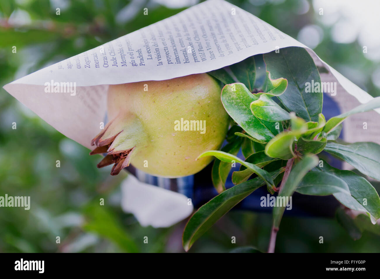 Ernte, Spanien, in der Nähe, Granatapfel Stockfoto