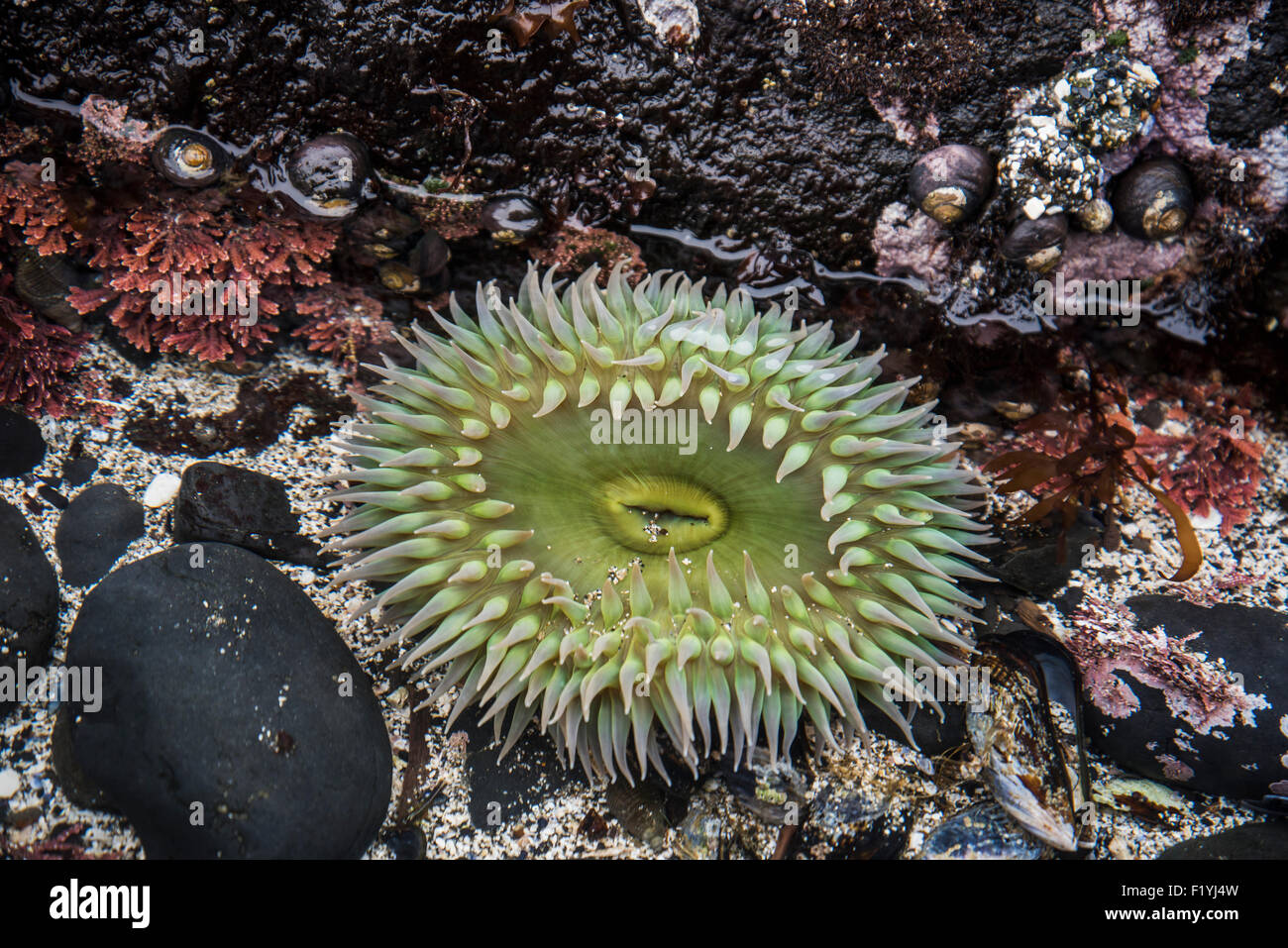 Schließen Sie oben, Seeanemone, riesige grüne Anemone Stockfoto