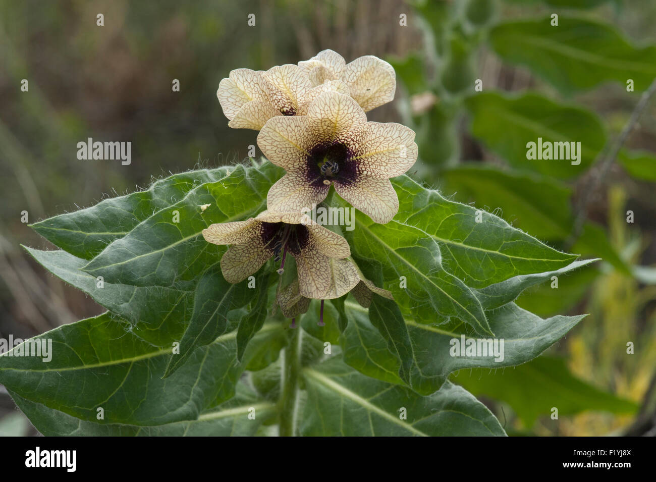 Schwarzes Bilsenkraut (Hyoscyamus Niger L.) ist eine giftige Pflanze auf Colorados schädliches Unkraut Liste B. Stockfoto