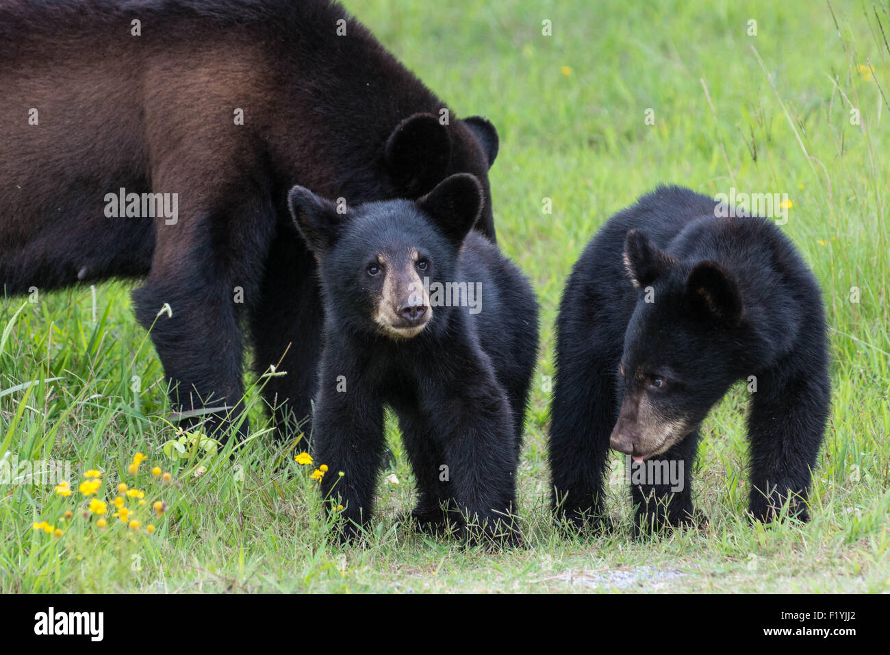Ich hatte das Glück, ein Schwarzbär Mutter und zwei junge Jungen in den Wald in North Carolina zu begegnen. Stockfoto