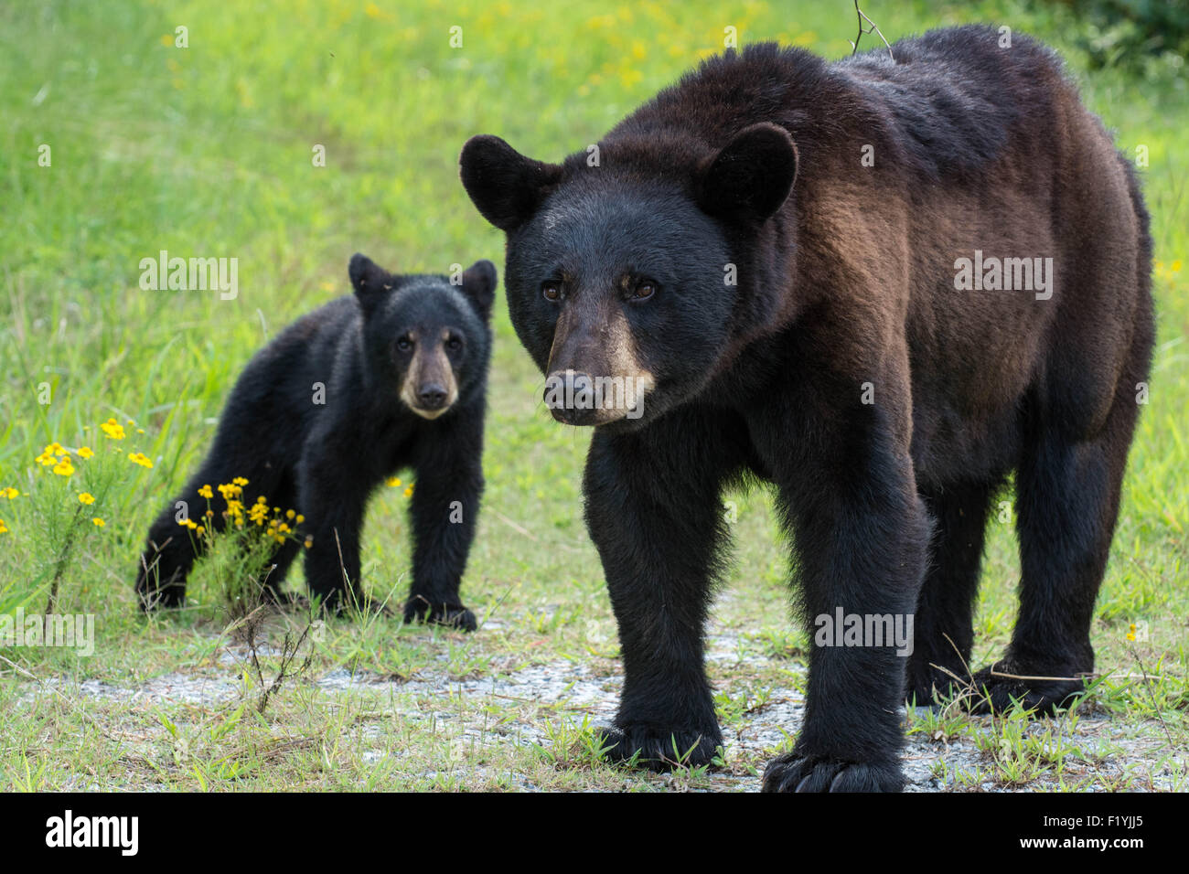 Ich hatte das Glück, ein Schwarzbär Mutter und zwei junge Jungen in den Wald in North Carolina zu begegnen. Stockfoto