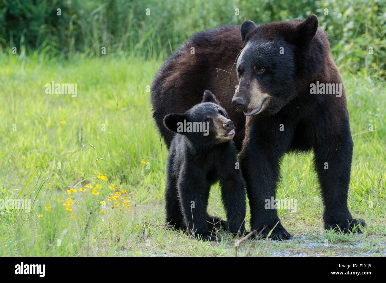 Ich hatte das Glück, ein Schwarzbär Mutter und zwei junge Jungen in den Wald in North Carolina zu begegnen. Stockfoto