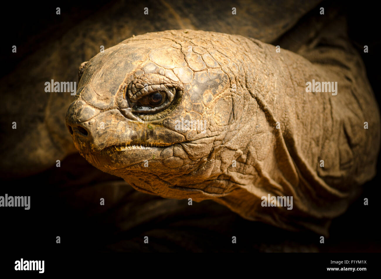 Detail, Portrait, Schildkröte, Münchner zoo Stockfoto