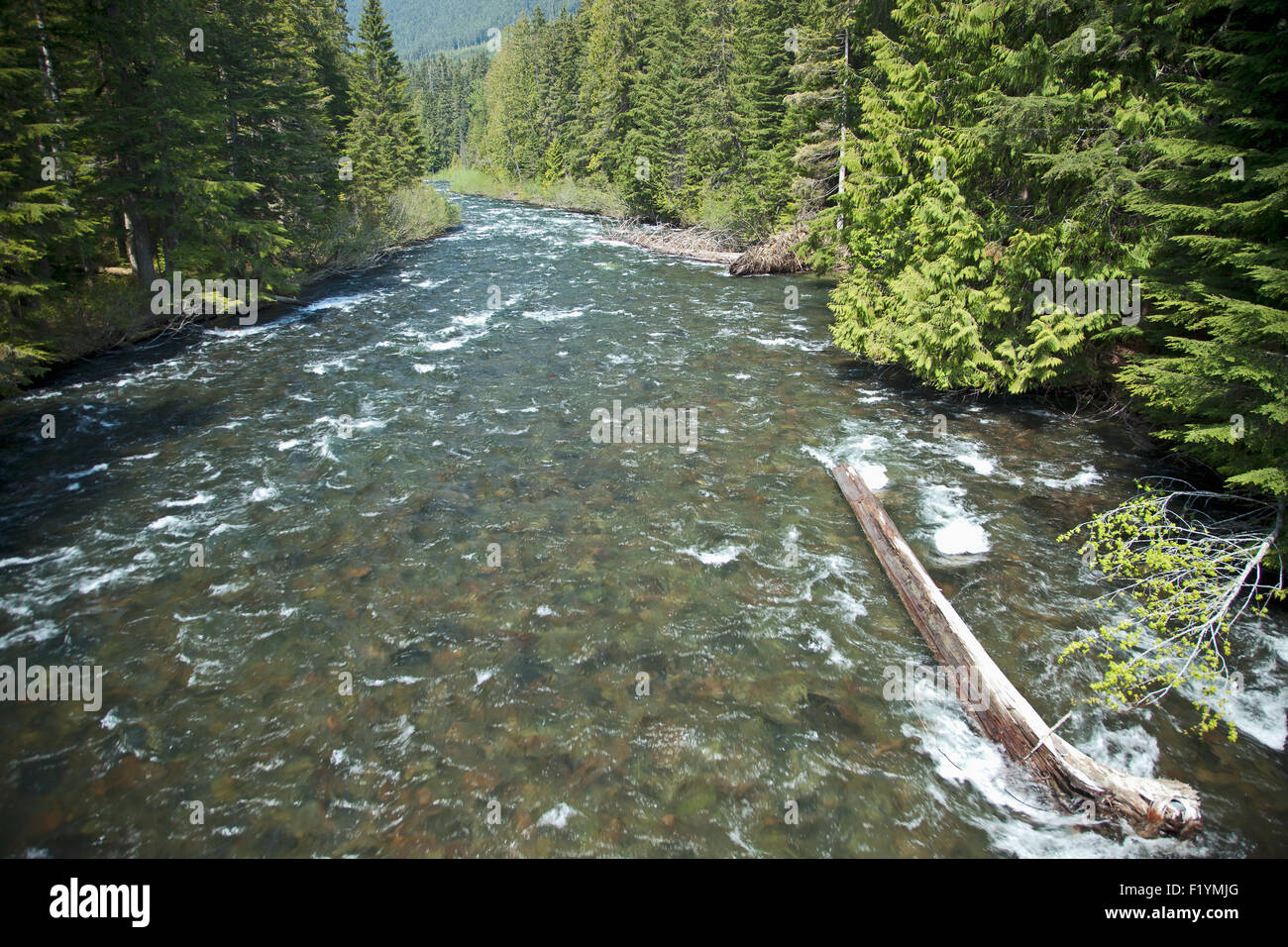 Kanada, Garibaldi Provincial Park, Cheakamus Lake Stockfoto