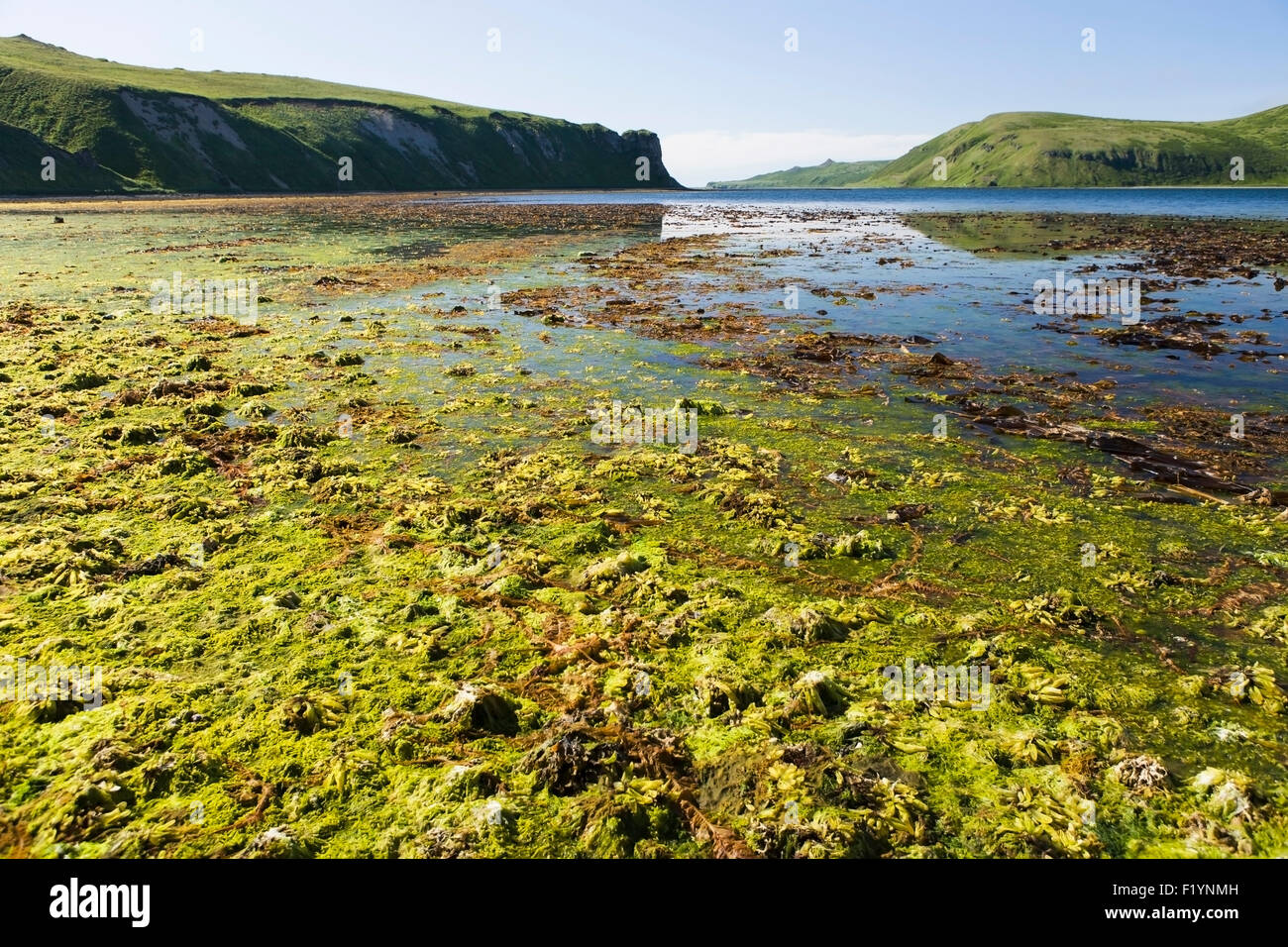 Strand, Moos, Scenic, Aleuten Stockfoto