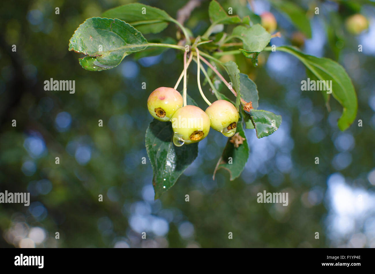 Apfelbaum pfel Mit Regentropfen Ein Kleiner Zweig Apfelbaum Zweig Apfelbaum pfel Mit Regentropfen Ein Kleiner Zweig Apfelbaum Zweig