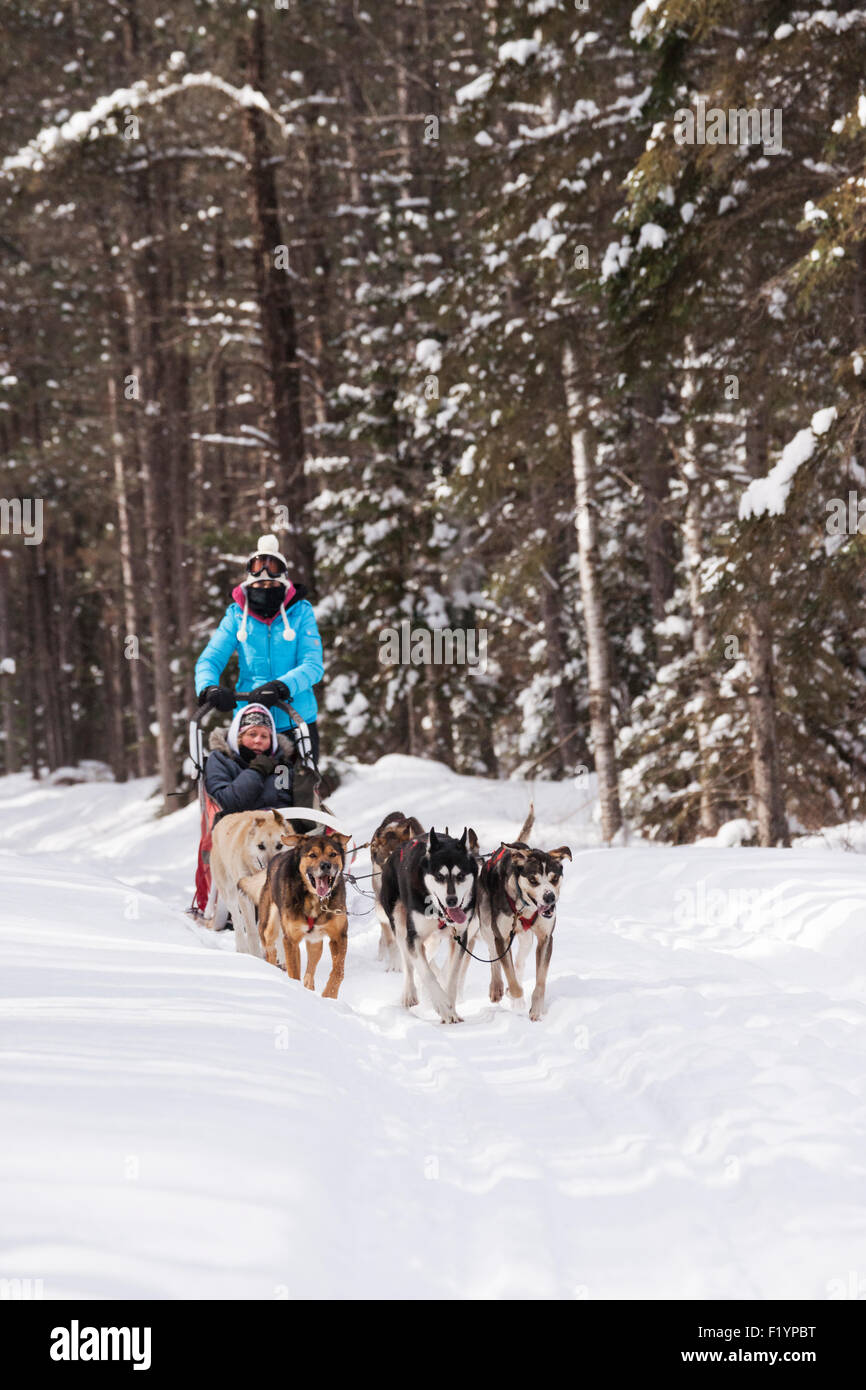 Frau leitet ein Team von Schlittenhunde Hundeschlitten durch Schnee, Ely, Minnesota, USA Stockfoto