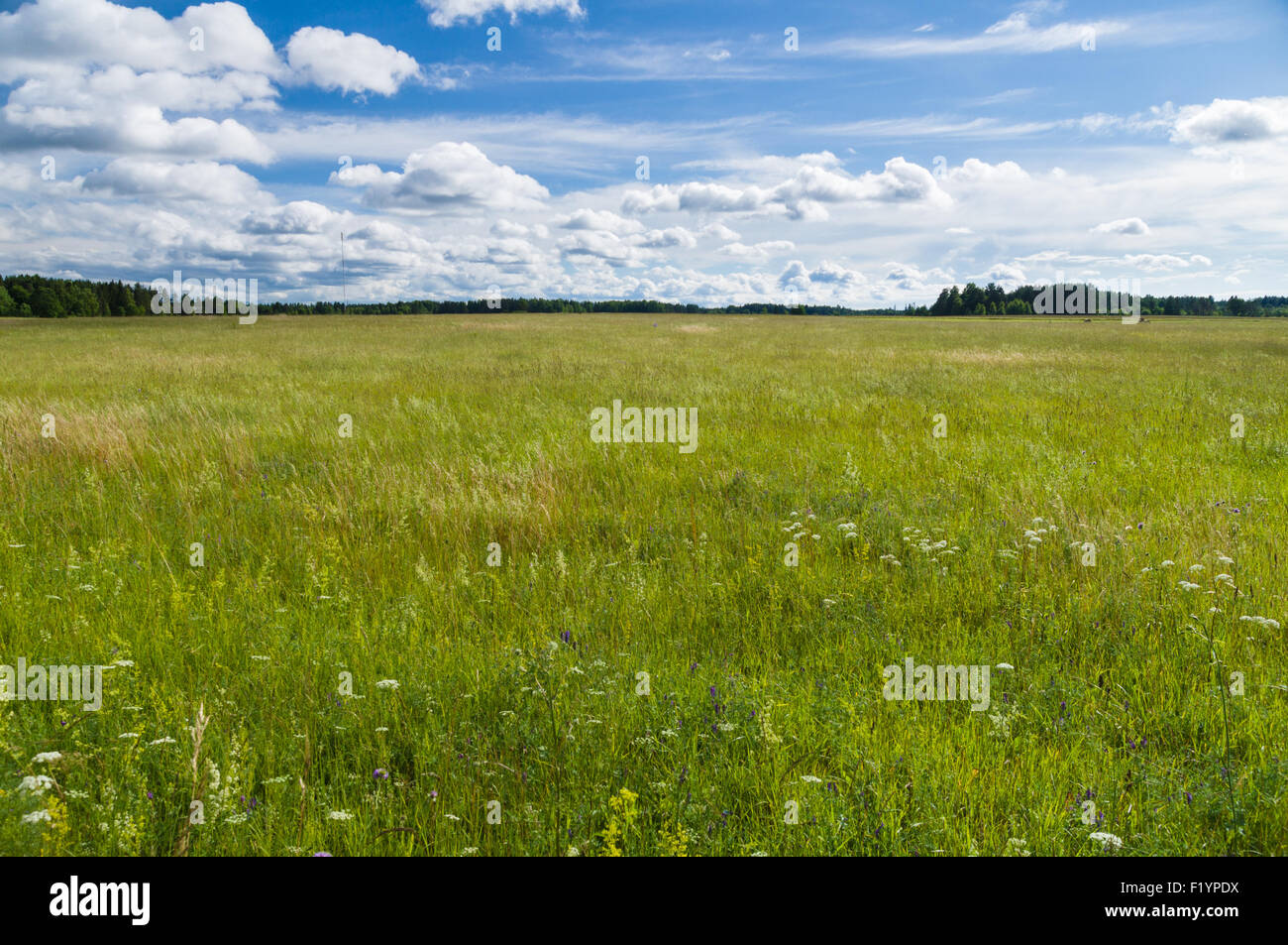 Unbebaute Landschaft Feld, im Sommer ländliche Landschaft Stockfoto