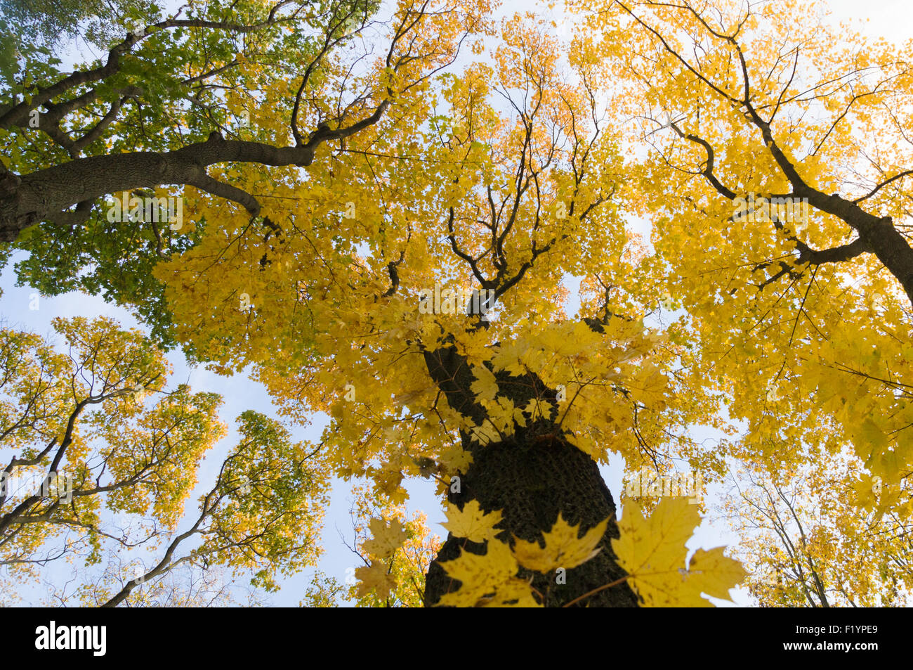 Bunter Herbst Bäume von unten mit Sonne flare Stockfoto