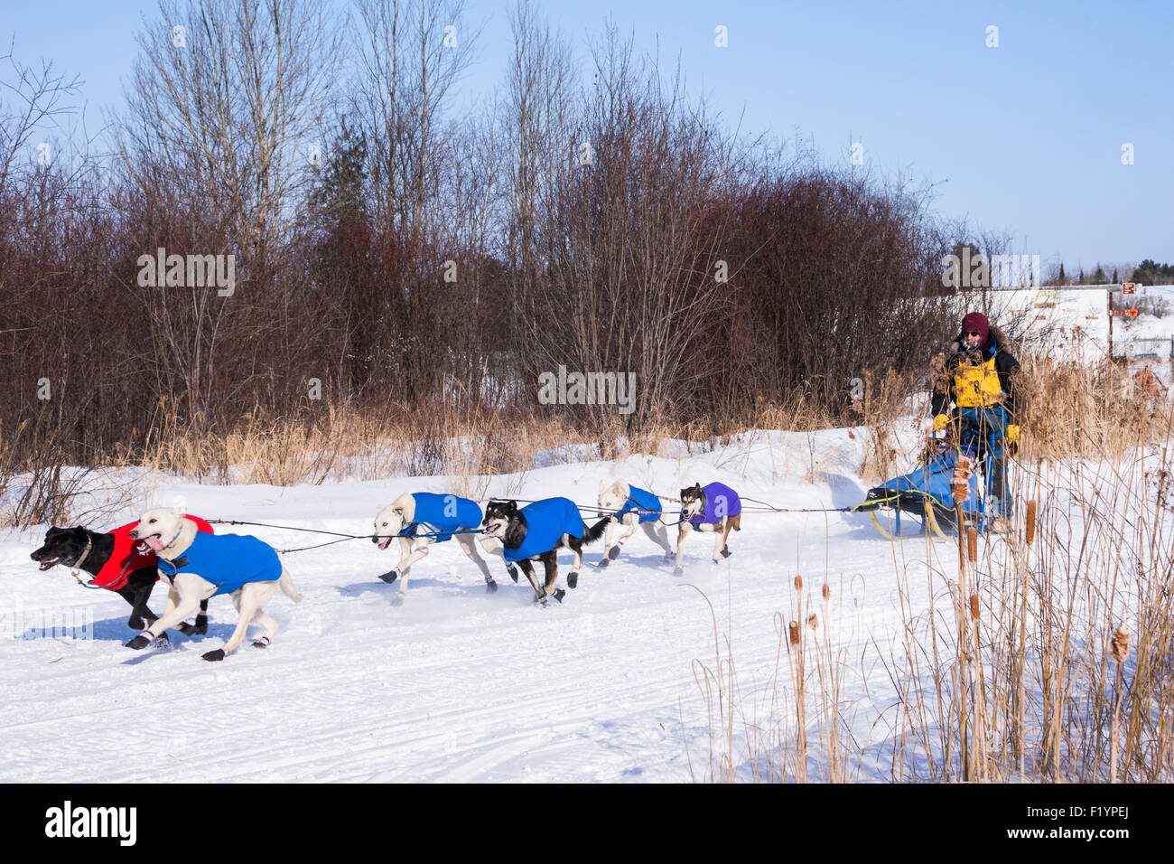 Erwachsene männliche Musher leitet ein Team von husky Hunde auf der jährlichen Wolf Track Classic Sled Dog Race Bewerb, Ely, MN, USA Stockfoto