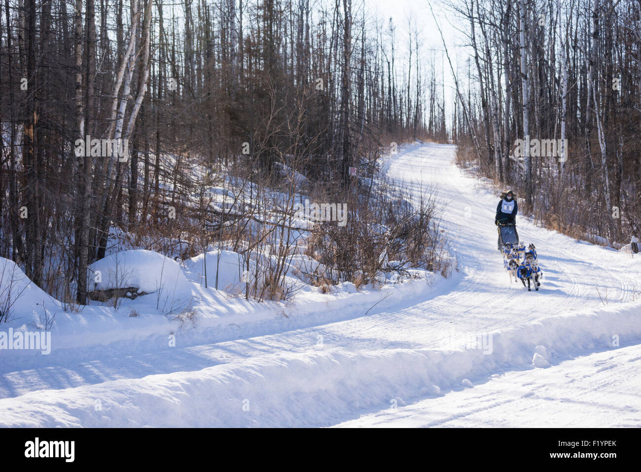 Erwachsene männliche Musher leitet ein Team von husky Hunde auf der jährlichen Wolf Track Classic Sled Dog Race Bewerb, Ely, MN, USA Stockfoto