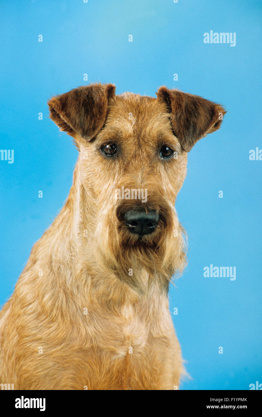 Irish Terrier Portrait von Erwachsenen Studio Bild vor blauem Hintergrund Deutschland Stockfoto