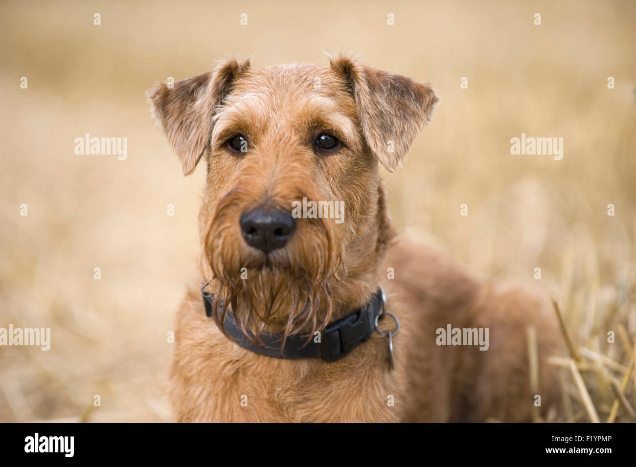 Irish Terrier Portrait von Erwachsenen Stoppelfeld Deutschland Stockfoto