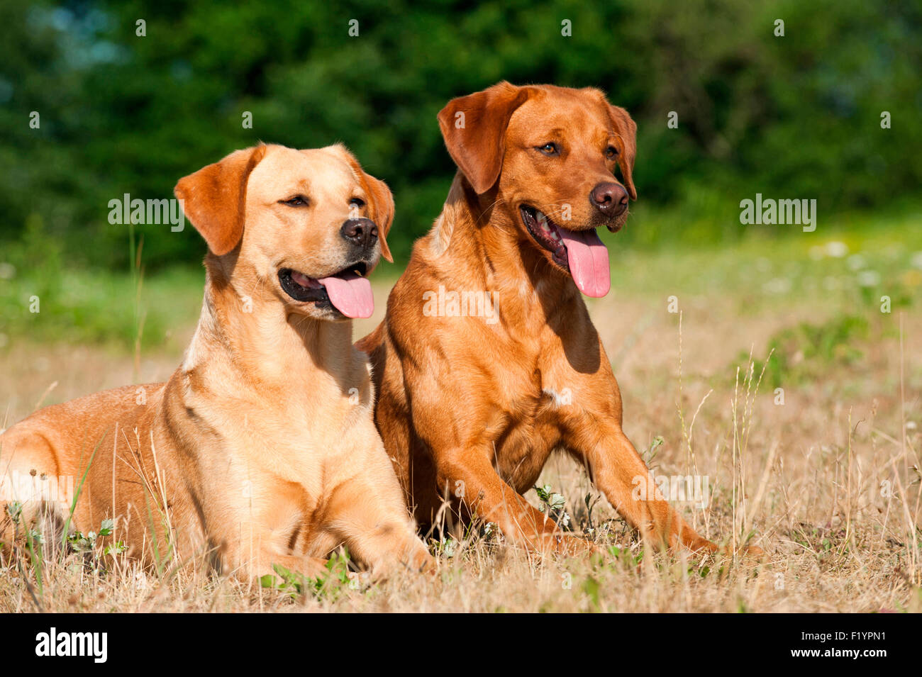 Labrador Retriever zwei Erwachsene Wiese keuchend Deutschland Stockfoto