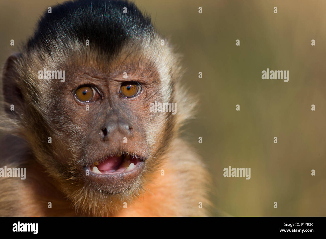 Büschelige Capuchin (Cebus Apella) Porträt von juvenile Piauí Staat Brasilien Stockfoto