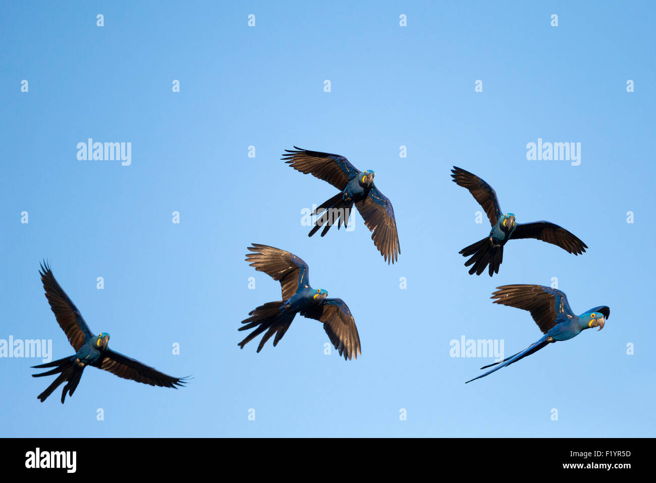 Hyazinth Ara (Anodorhynchus Hyacinthinus) fünf Vögel Flug Piauí Staat Brasilien Stockfoto