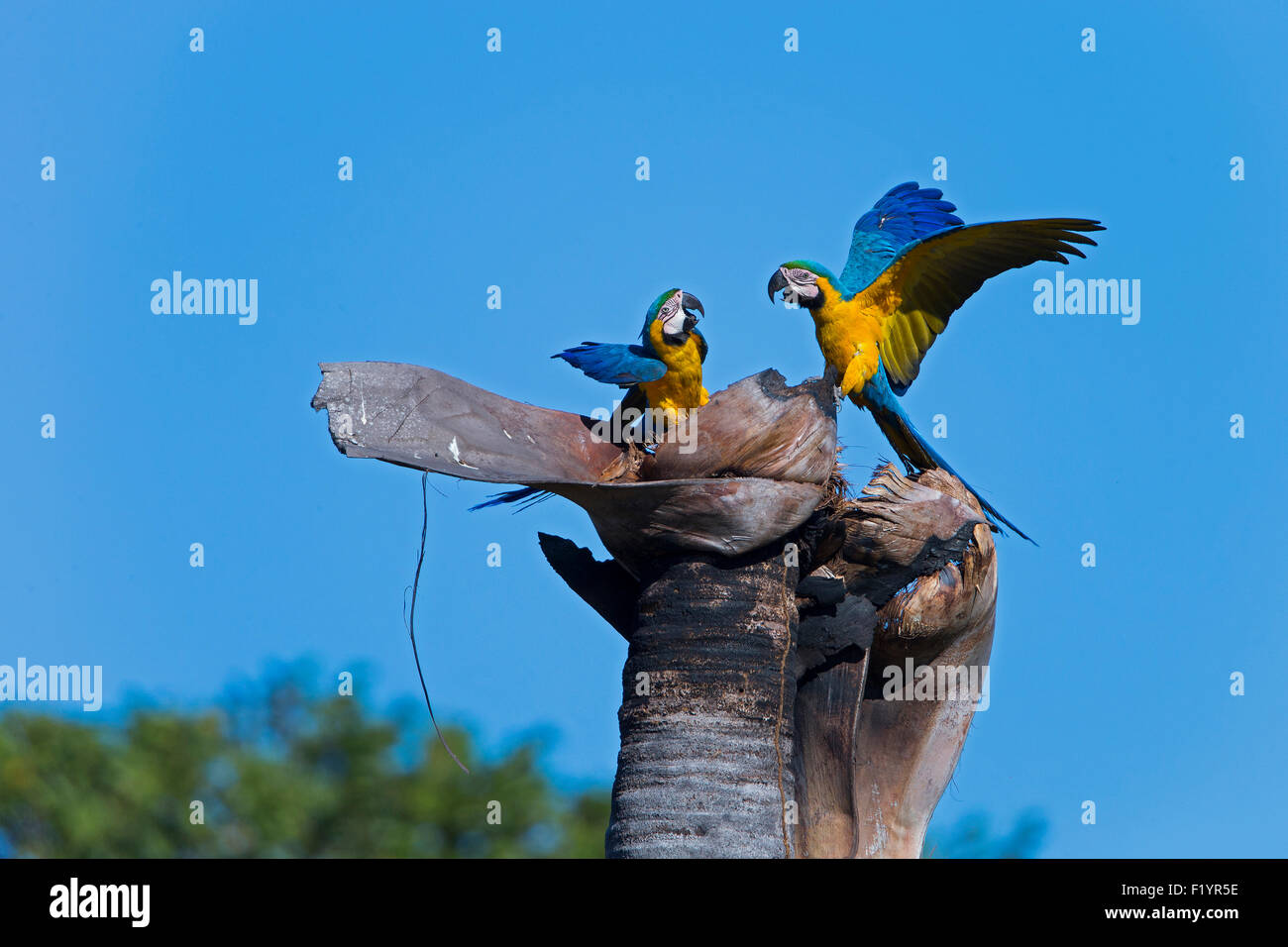 Blau-gelbe Ara blau und Gold Aras (Ara Ararauna) paar auf nest tot Palme Piauí Staat Brasilien Stockfoto