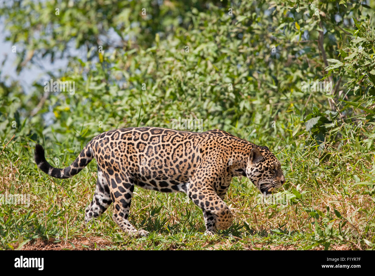 Jaguar (Panthera Onca) Erwachsenen gehen Pantanal-Brasilien Stockfoto