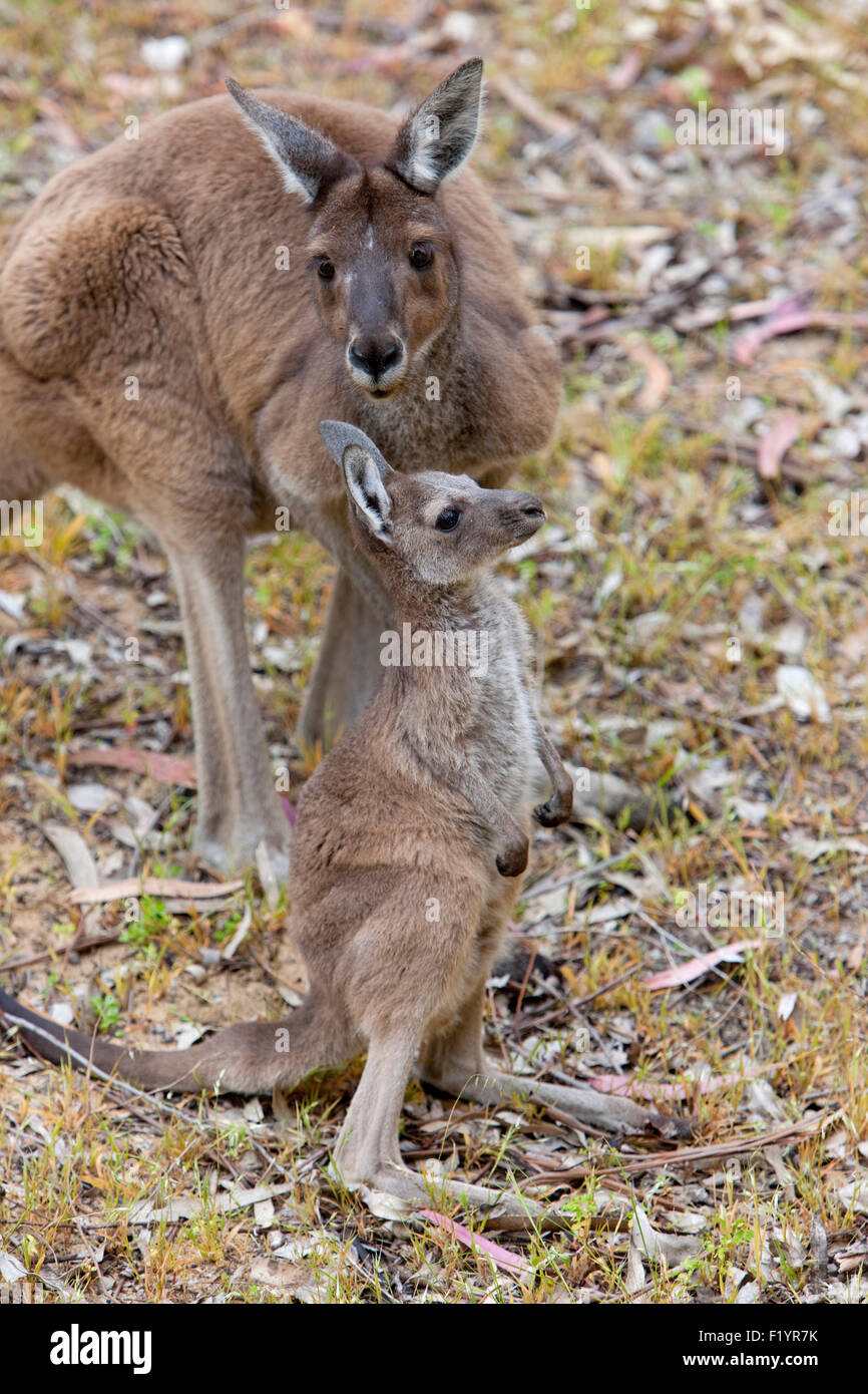 Westliche graue Känguru (Macropus Fuliginosus) weibliche Joey Yanchep National Park Australien Stockfoto