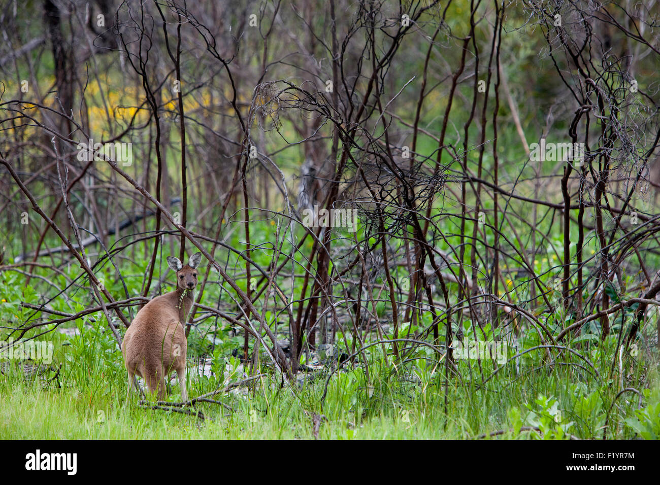Westliche graue Känguru (Macropus Fuliginosus) Erwachsenen Essen Yanchep National Park Australien Stockfoto
