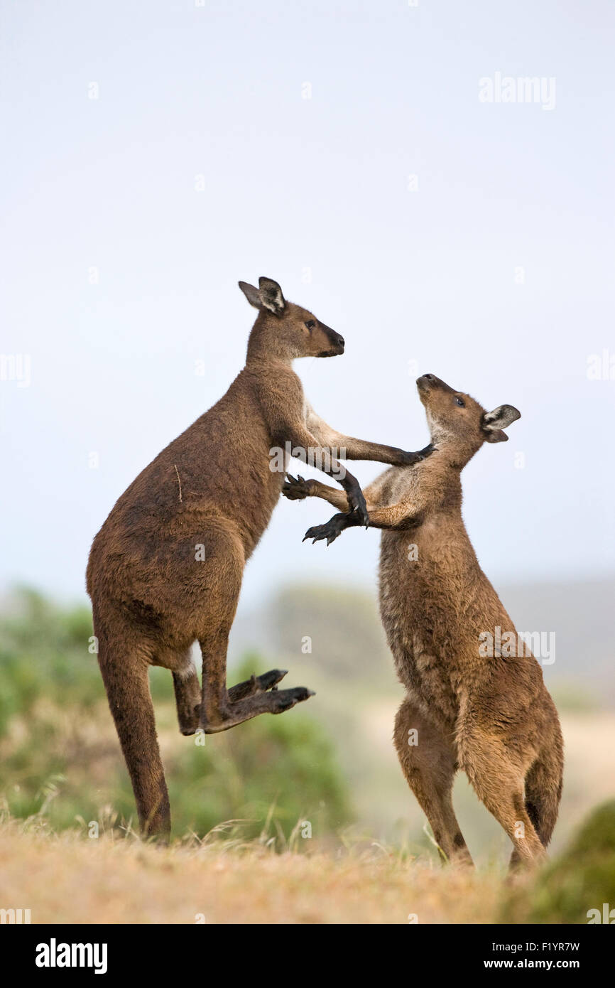 Westliche graue Känguru (Macropus Fuliginosus) zwei Männchen kämpfen Kangaroo Island Flinders Chase Nationalpark Australien Stockfoto
