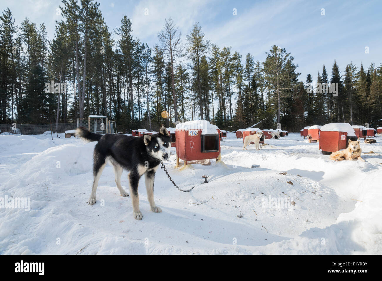 Viele Rote Hundehütte für Schlittenhunde kenneled für Hundeschlitten, Ely, Minnesota, USA Stockfoto