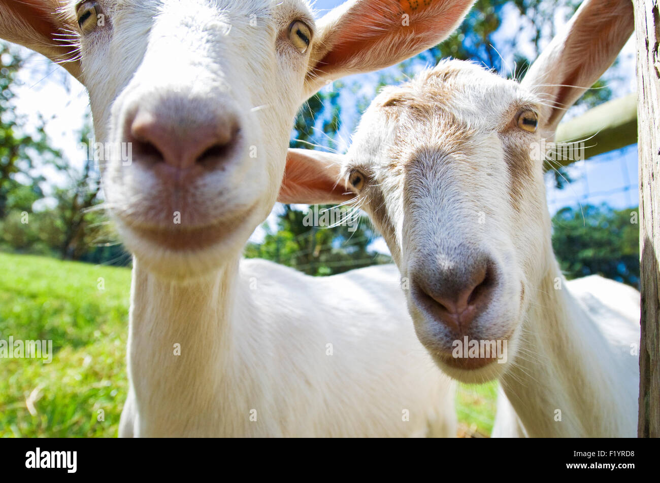 Neugierige Ziegen auf der Insel Hawaii Ziege Käse Milchviehbetrieb in Hawaii Stockfoto