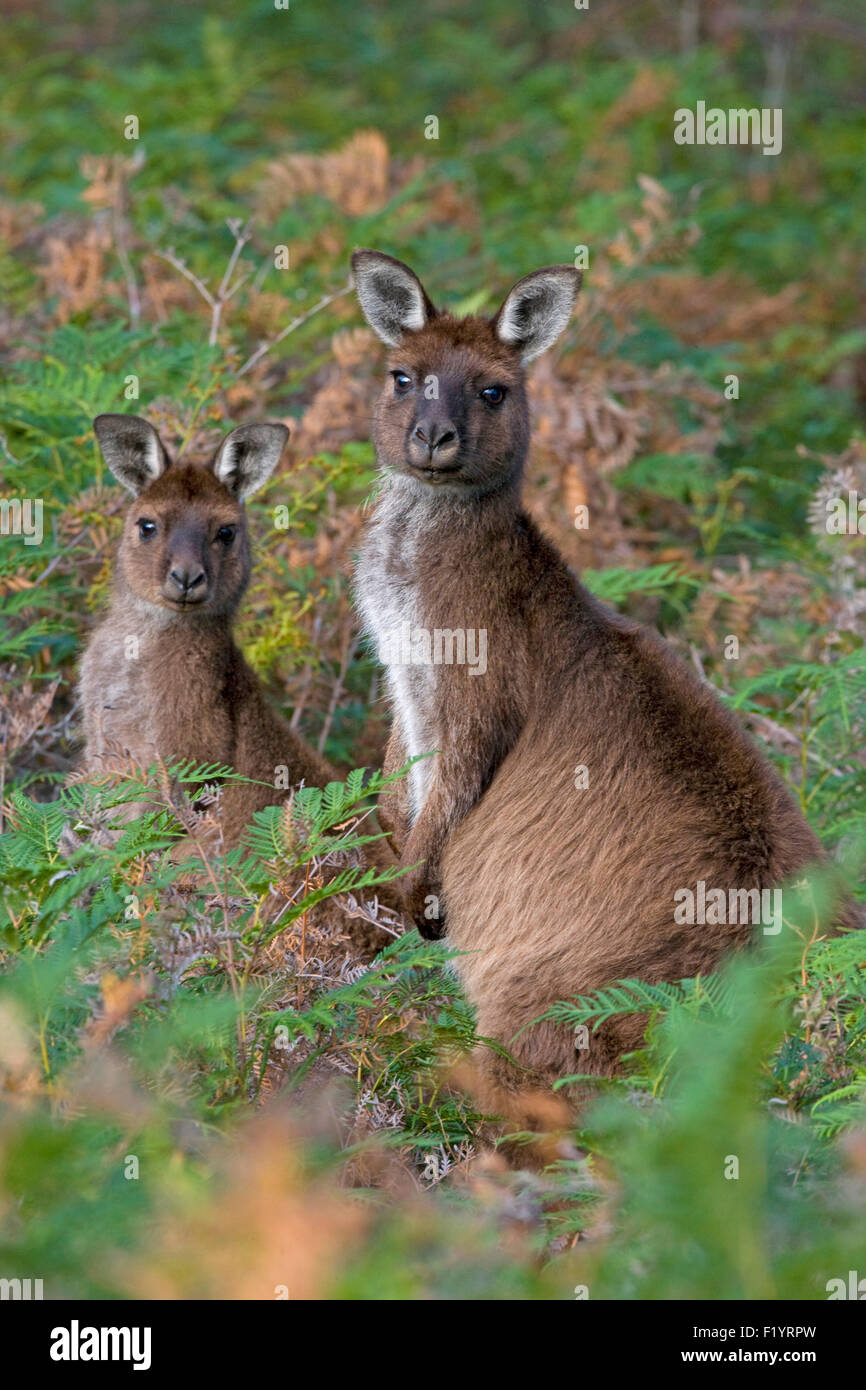 Westliche graue Känguru (Macropus Fuliginosus) weibliche Joey Farn Kangaroo Island Flinders Chase Nationalpark Australien Stockfoto