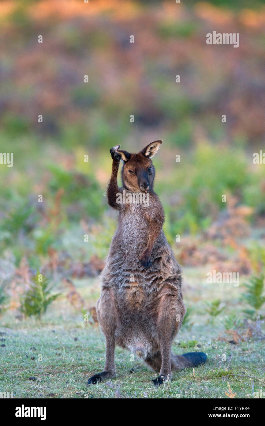 Westliche graue Känguru (Macropus Fuliginosus) Joey sitzend und Scratcging den Kopf Kangaroo Island Flinders Chase Nationalpark Stockfoto