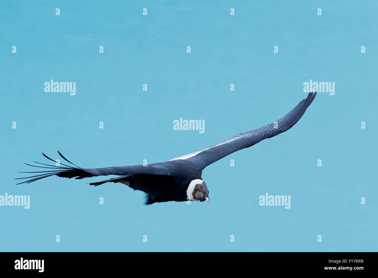 Andenkondor (Vultur Kondor) männlichen Flug Lago Argentino Argentinien Stockfoto