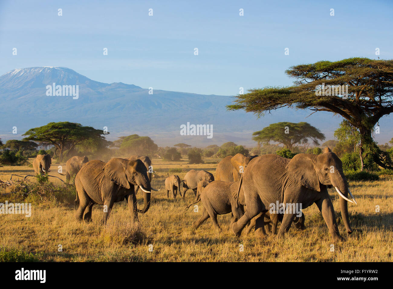 Afrikanischer Elefant (Loxodonta Africana) Wandering Herde am Amboseli-Nationalpark in Kenia gegen Kilimandjaro Stockfoto