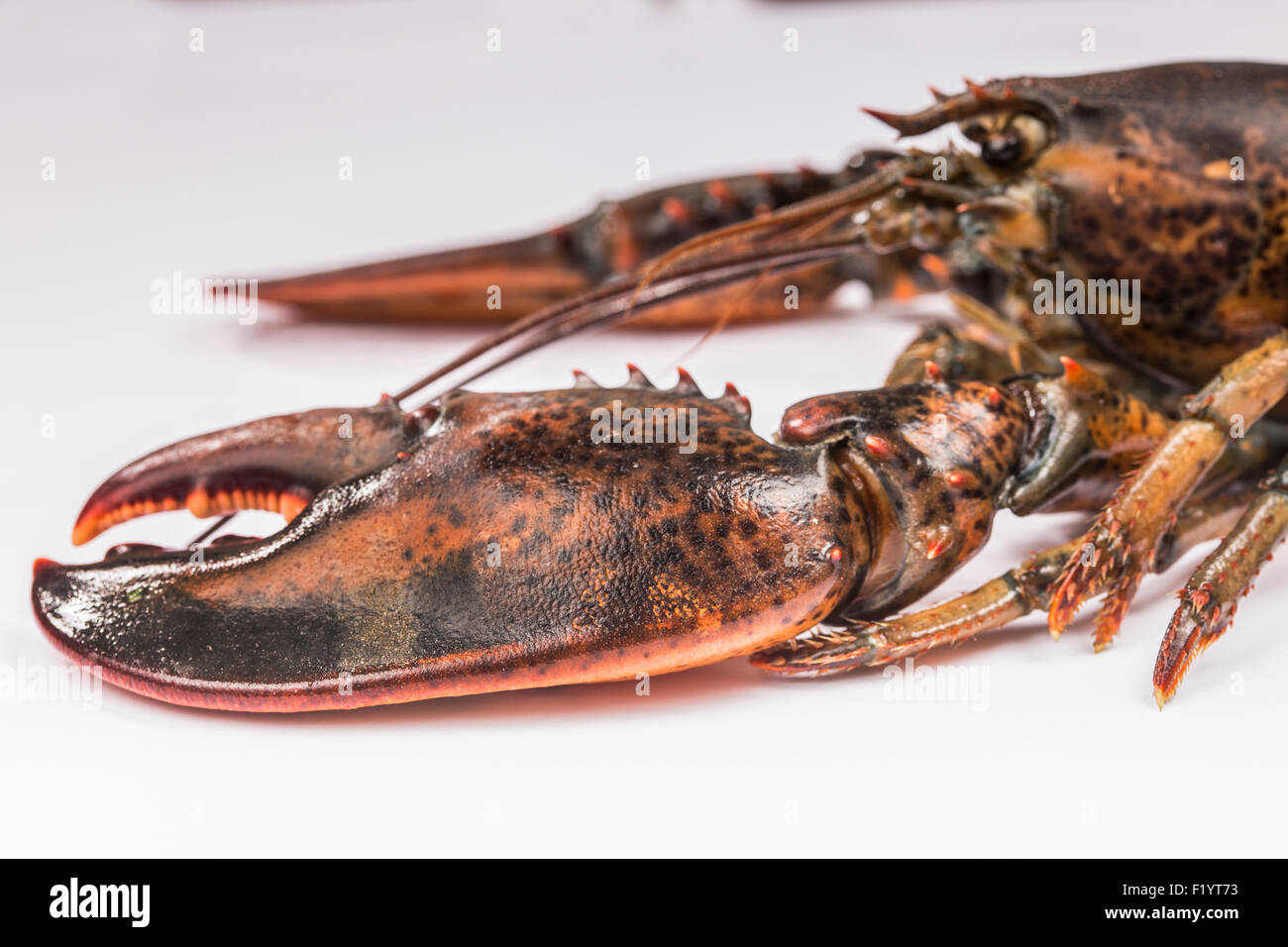 Klauen der Hummer Stockfoto