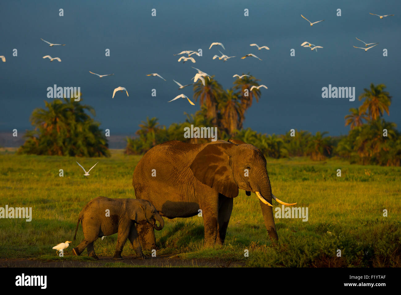 Afrikanischer Elefant (Loxodonta Africana) Kuh Kalb auf Nahrungssuche am Amboseli-Nationalpark in Kenia Stockfoto