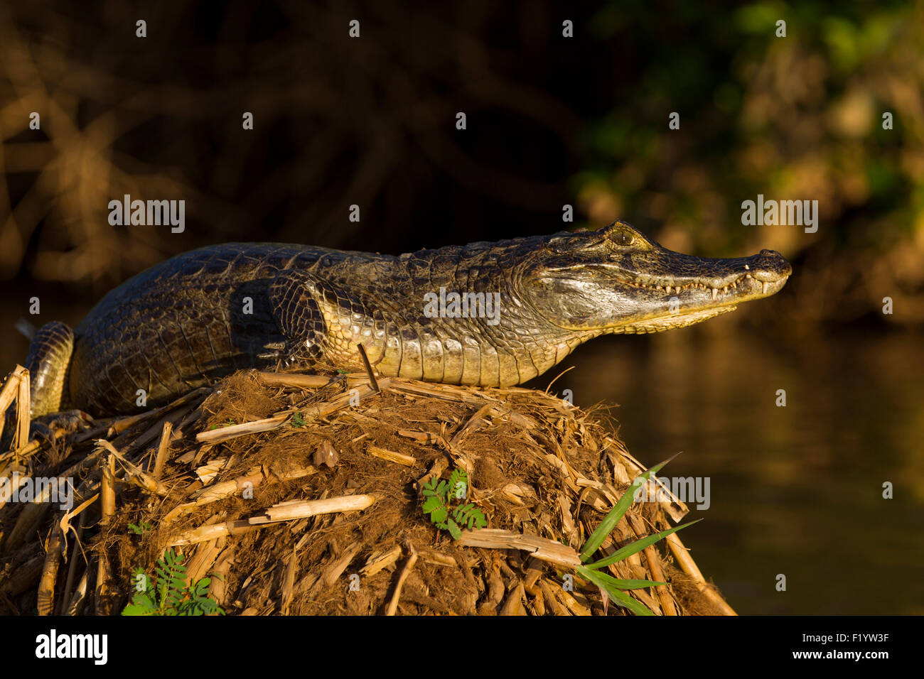 Yacare Kaiman (Caiman Yacare) einzelner einem Erdhügel Pantanal-Brasilien Stockfoto