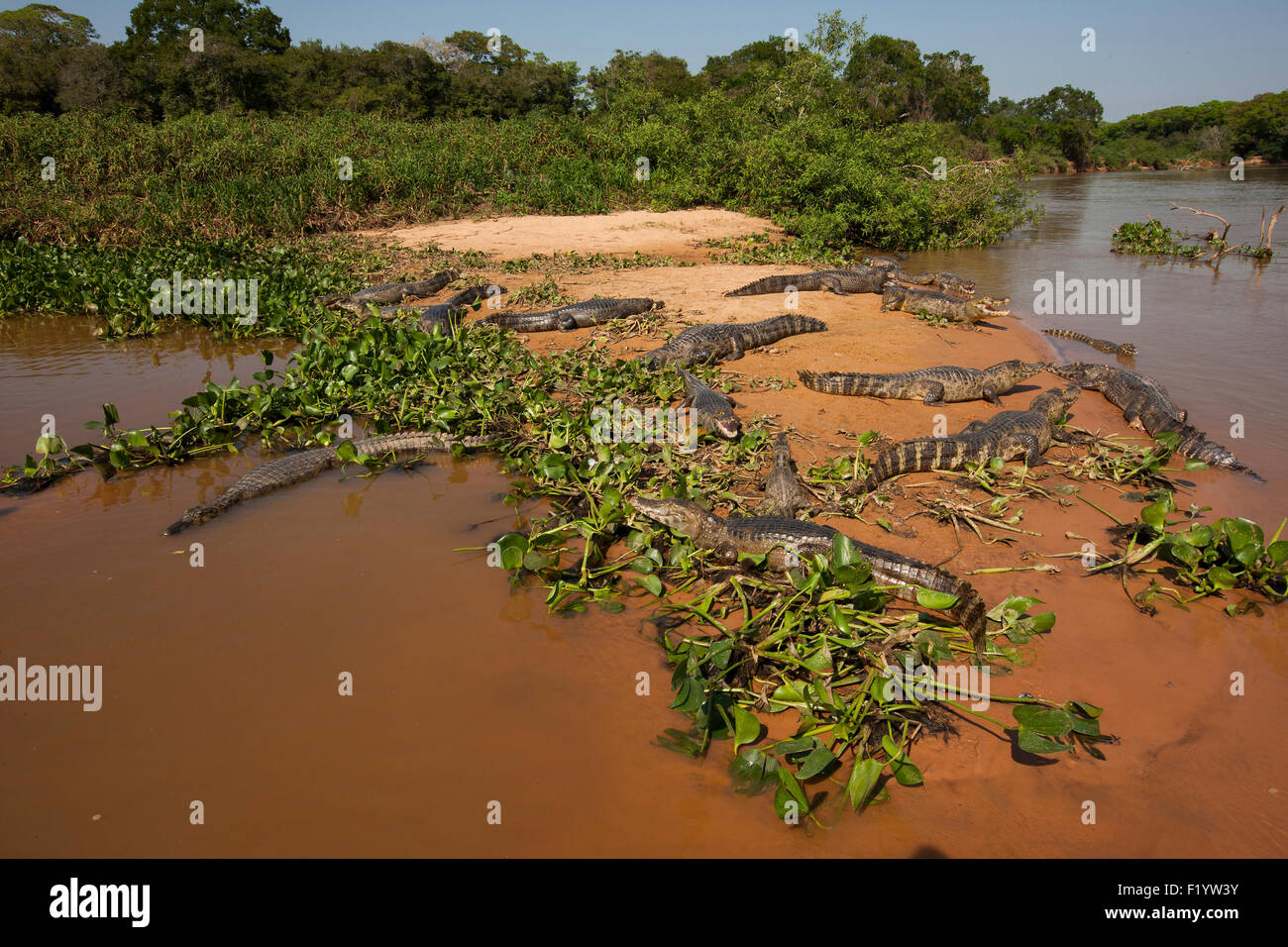 Yacare Kaiman (Caiman Yacare) Gruppe ruhenden Flussufer-Pantanal-Brasilien Stockfoto