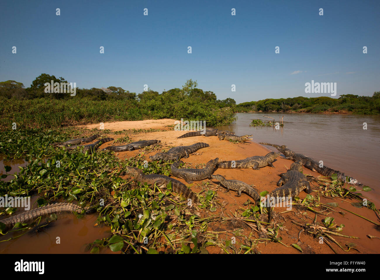 Yacare Kaiman (Caiman Yacare) Gruppe ruhenden Flussufer-Pantanal-Brasilien Stockfoto
