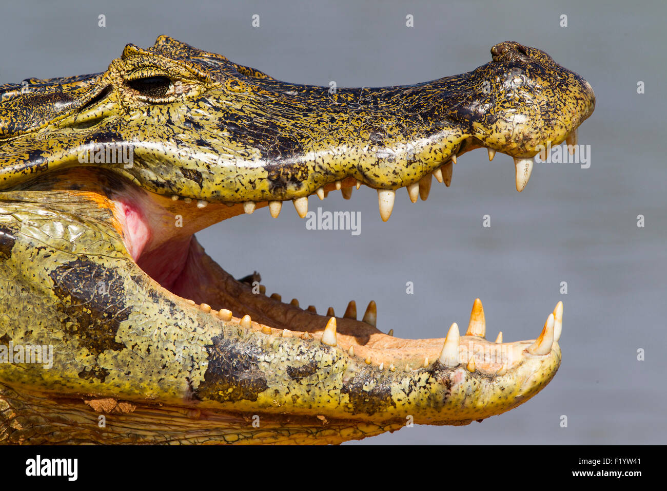 Yacare Kaiman (Caiman Yacare) Portrait von Erwachsenen Mund öffnen Pantanal-Brasilien Stockfoto