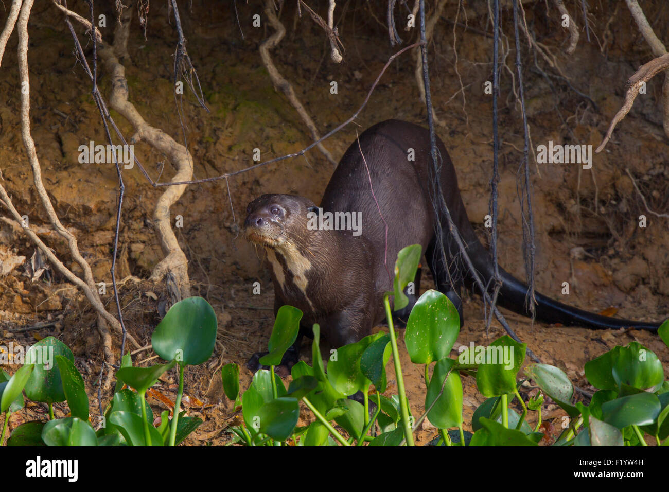 Riesiger Otter (Pteronura Brasiliensis) Erwachsenen Flussufer Pantanal-Brasilien Stockfoto