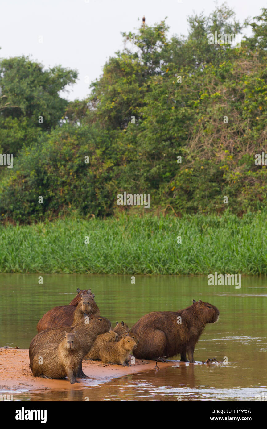Wasserschwein (Hydrochoerus Hydrochaeris) Familie junge Sandbank Pantanal-Brasilien Stockfoto