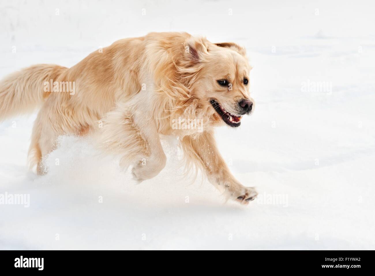 Golden Retriever laufen im Schnee Stockfoto