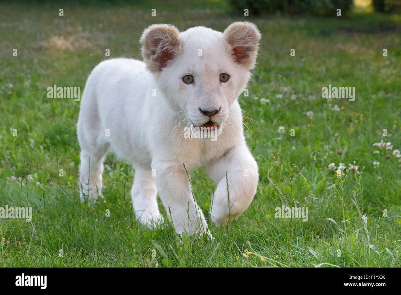 Weißer Löwe (Panthera Leo) Cub Wandern Wiese Safaripark Stukenbrock Deutschland Stockfoto