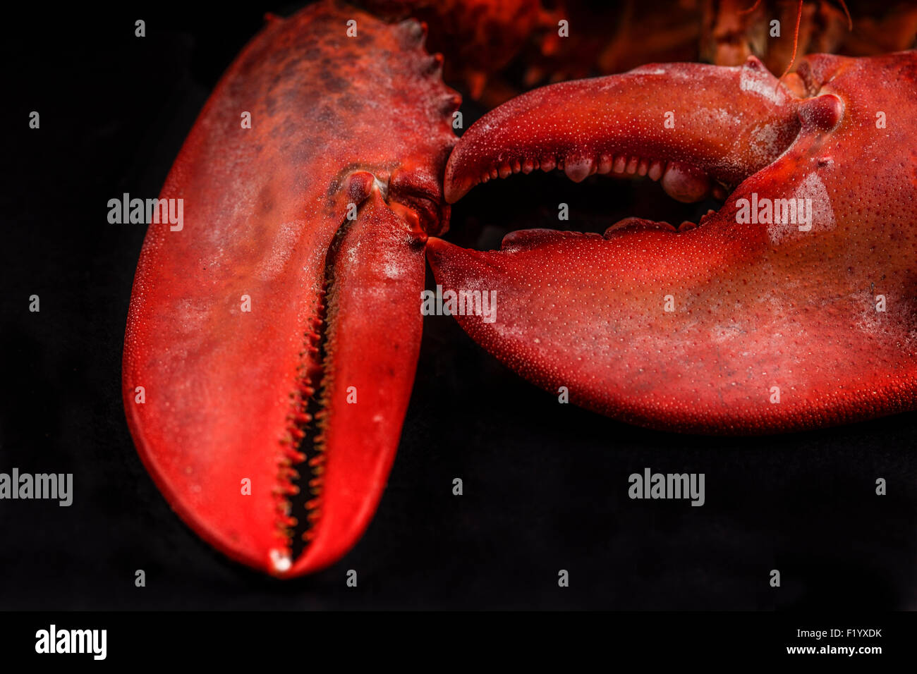 Klauen der Hummer Stockfoto