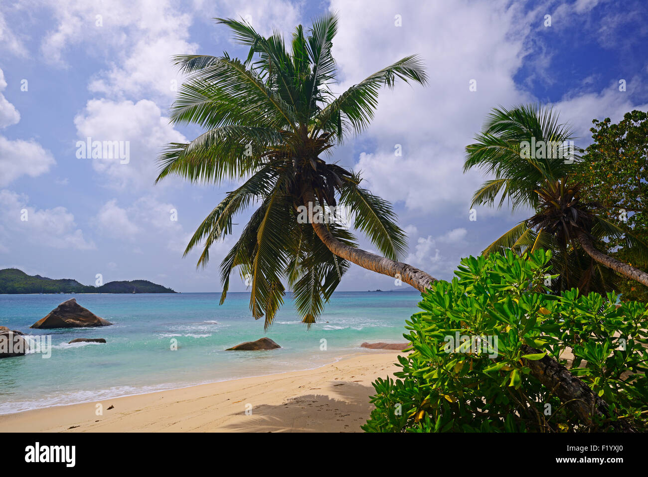 Palmen am Strand von Anse Boudin, Insel Praslin, Seychellen Stockfoto
