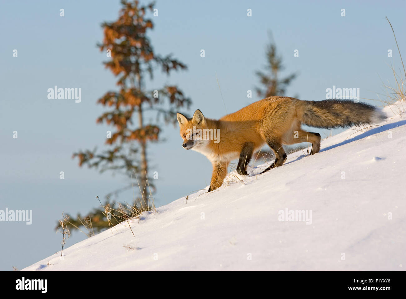 Rotfuchs (Vulpes Vulpes) hinunter verschneiten Hang Hudson Bay Kanada Stockfoto