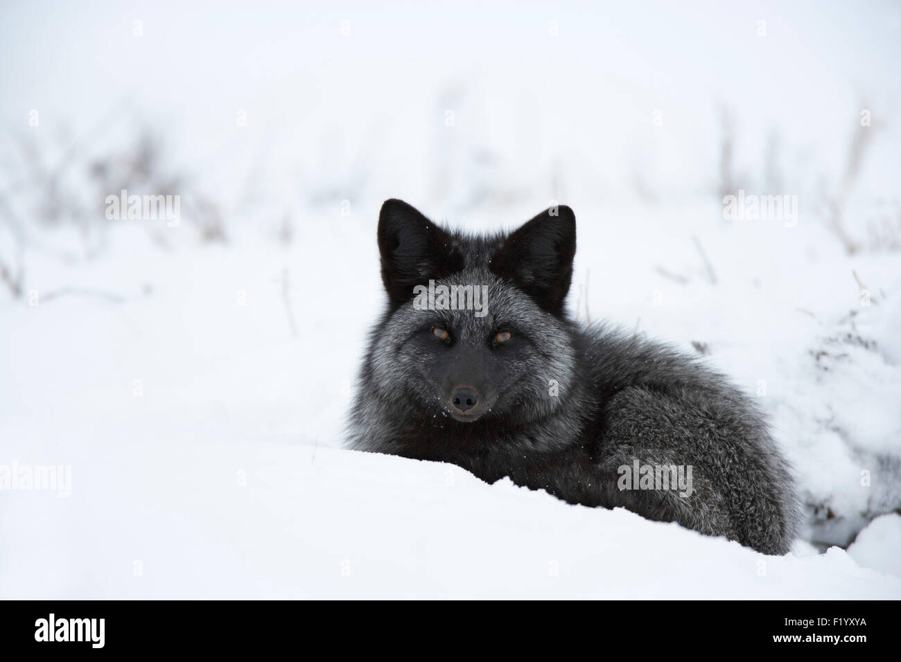 Silver Fox (Vulpes Vulpes) melanistische Form der North American Red Fox Lüge Schnee Hudson Bay Kanada Stockfoto