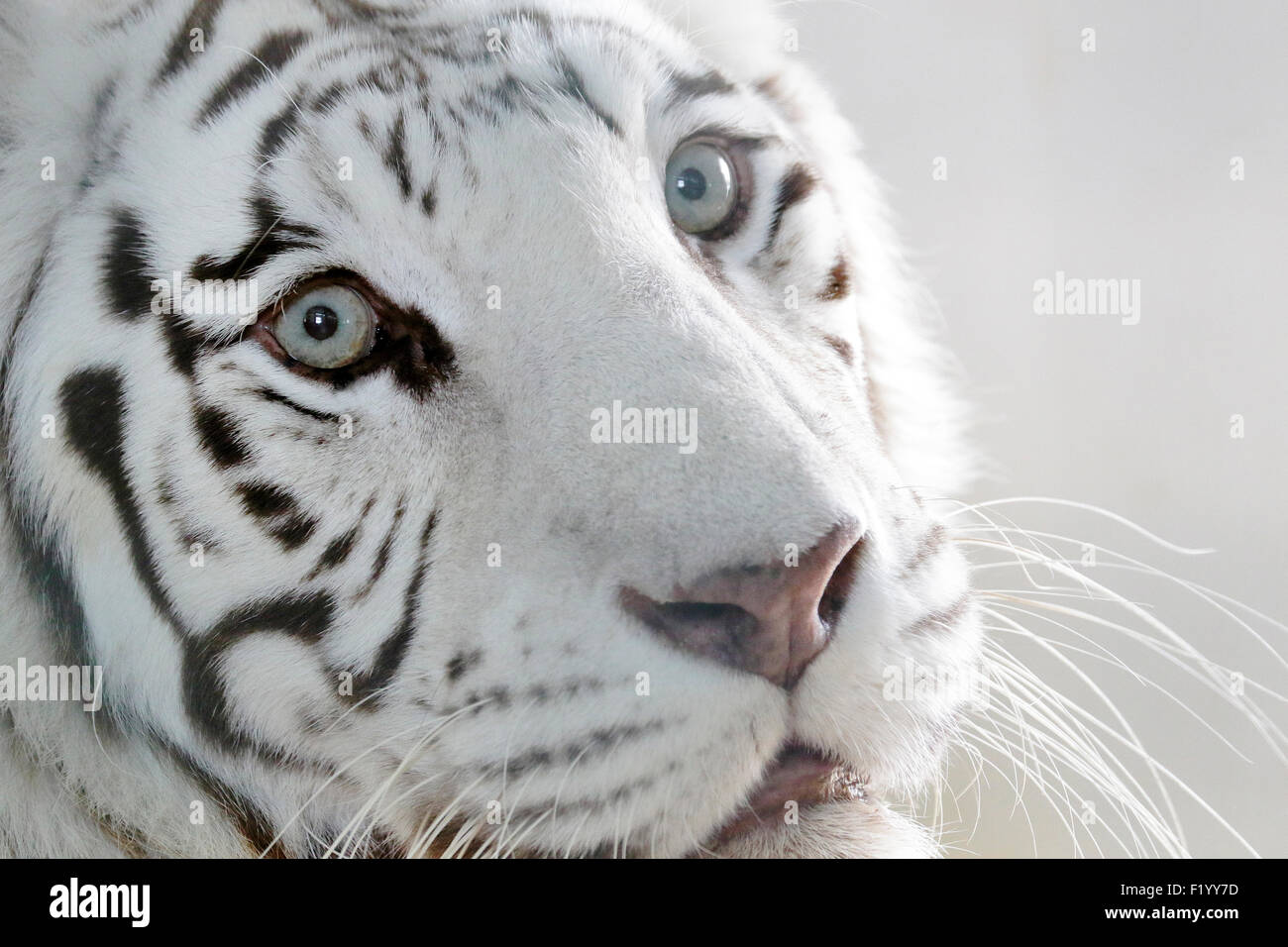 White-Bengal-Tiger (Panthera Tigris) Portrait von Erwachsenen Safaripark Stukenbrock Deutschland Stockfoto