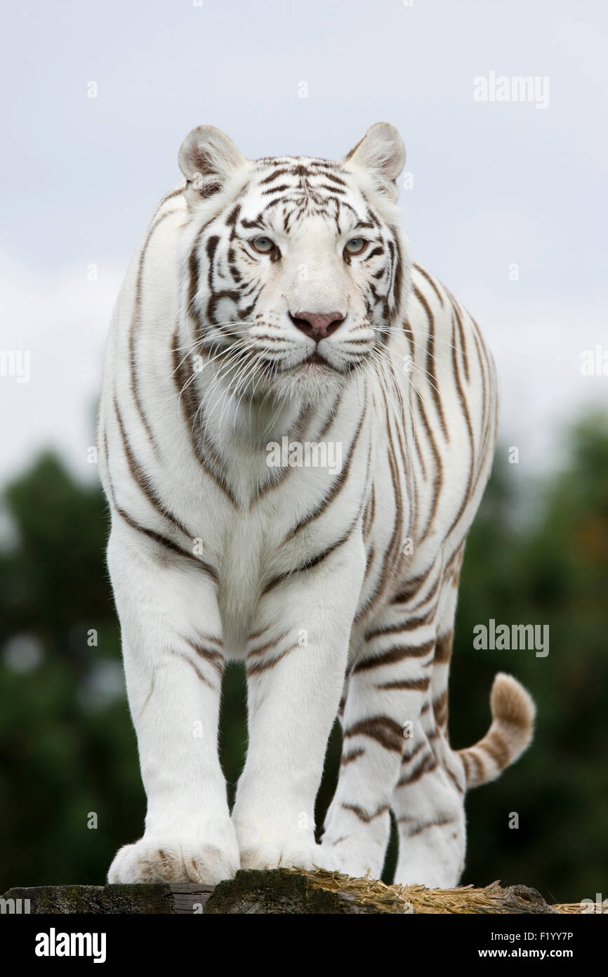 Bengal-Tiger (Panthera Tigris) stehende Felsen Safaripark Stukenbrock Deutschland weiß Stockfoto