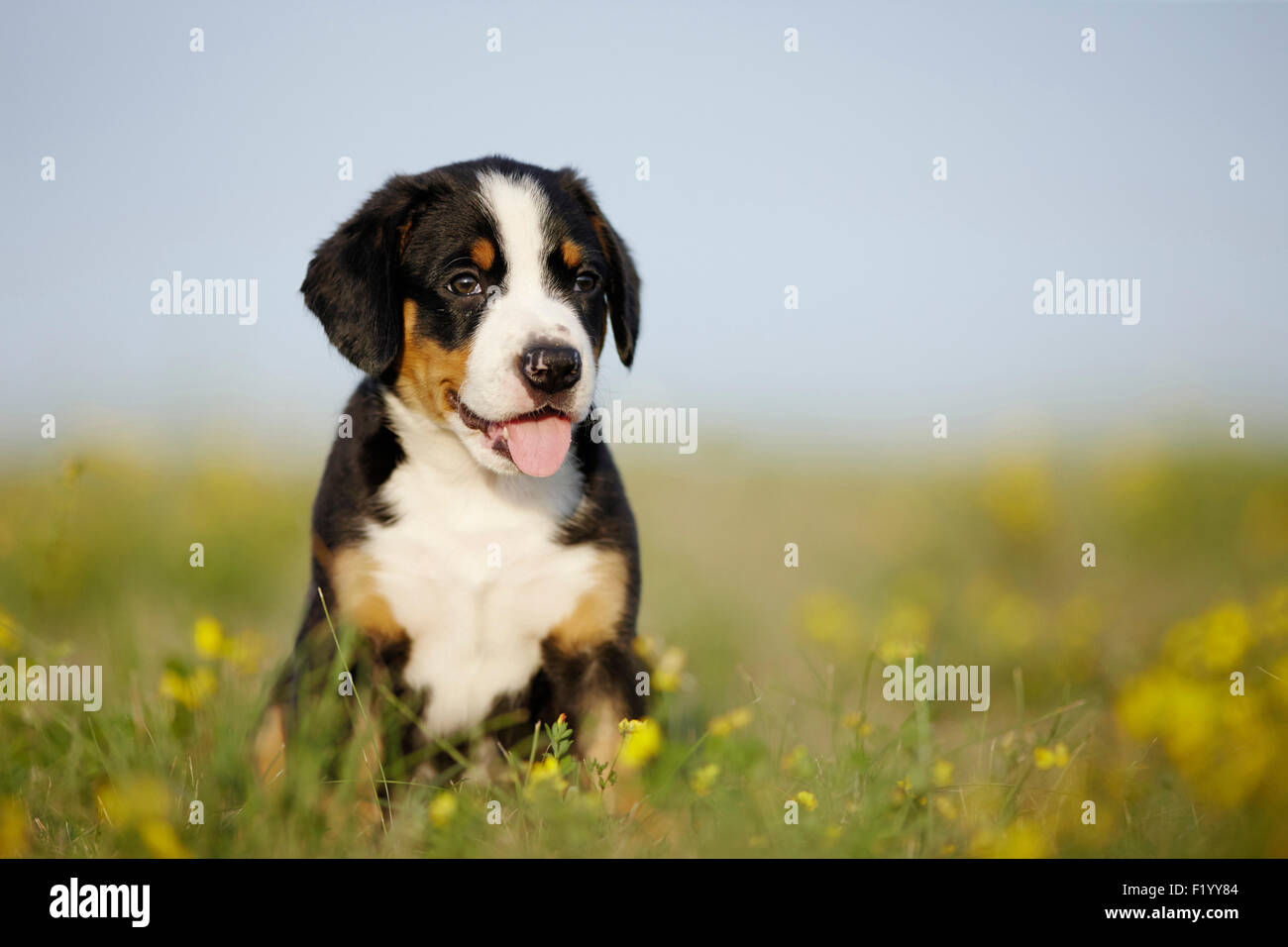 Entlebucher Mountain Dog Welpen sitzen blühenden Wiese Deutschland Stockfoto